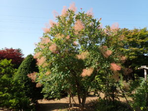 スモークツリー　全体